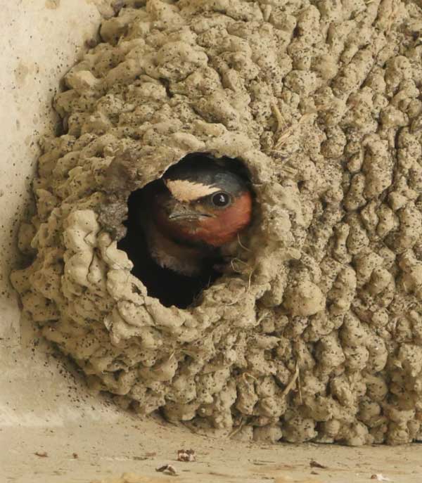 BCC Cliff Swallow