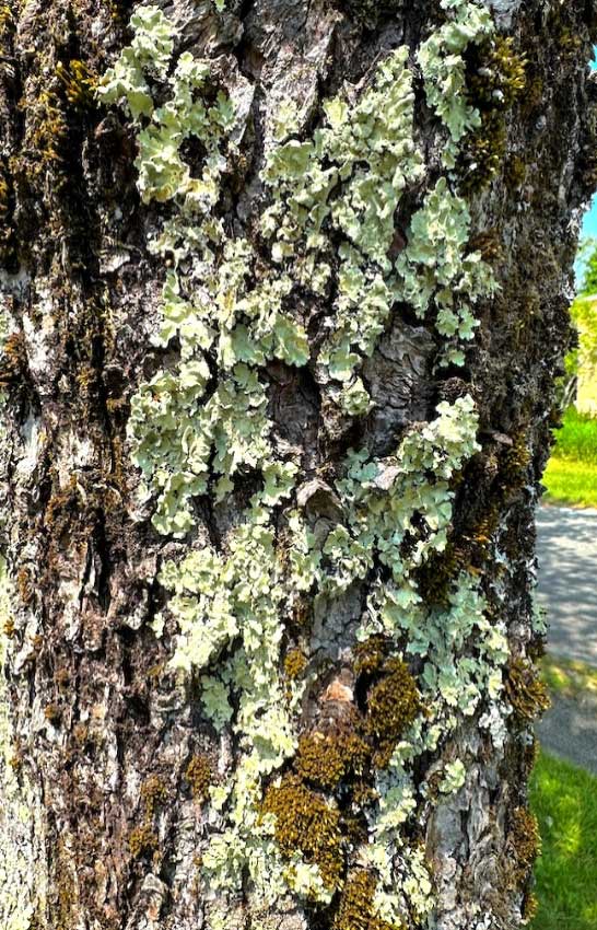 Tree lichens