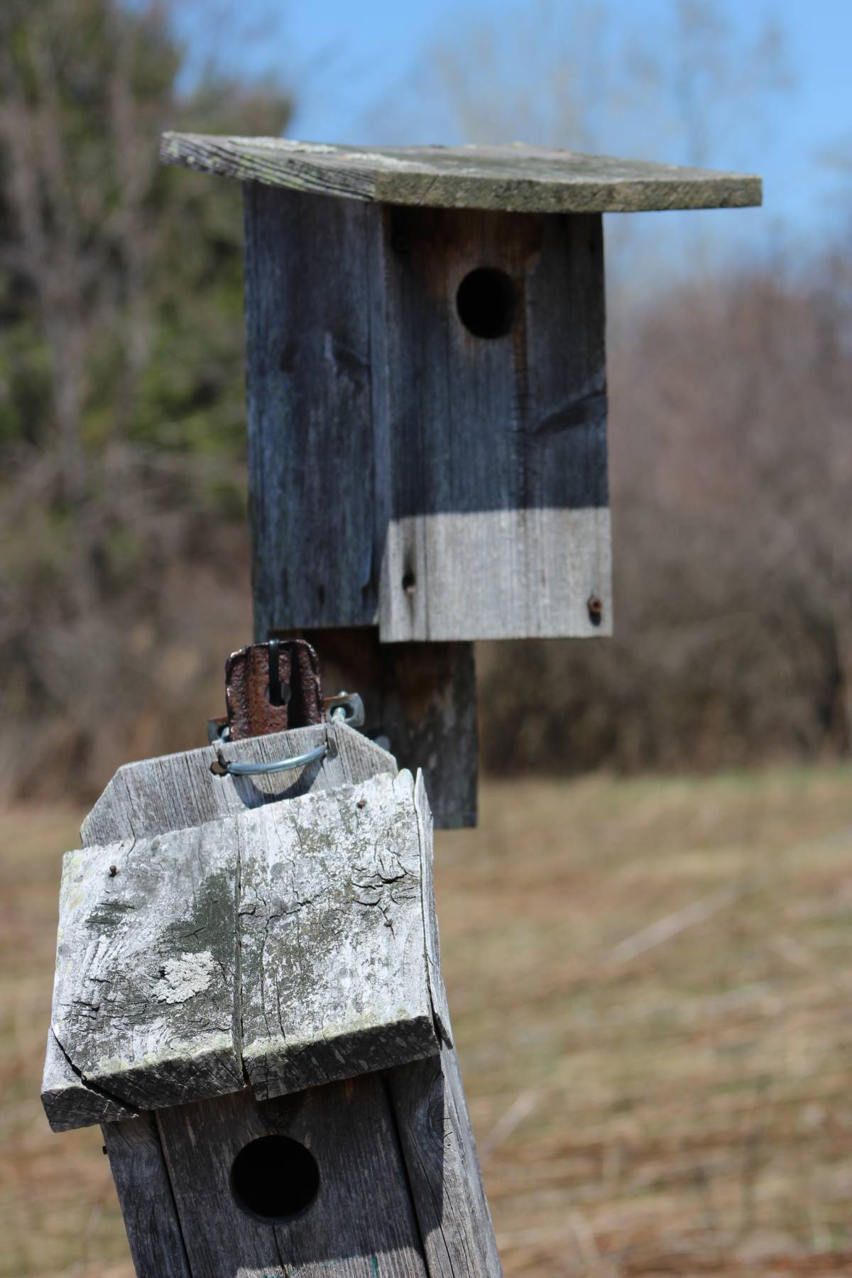 Eastern Bluebird